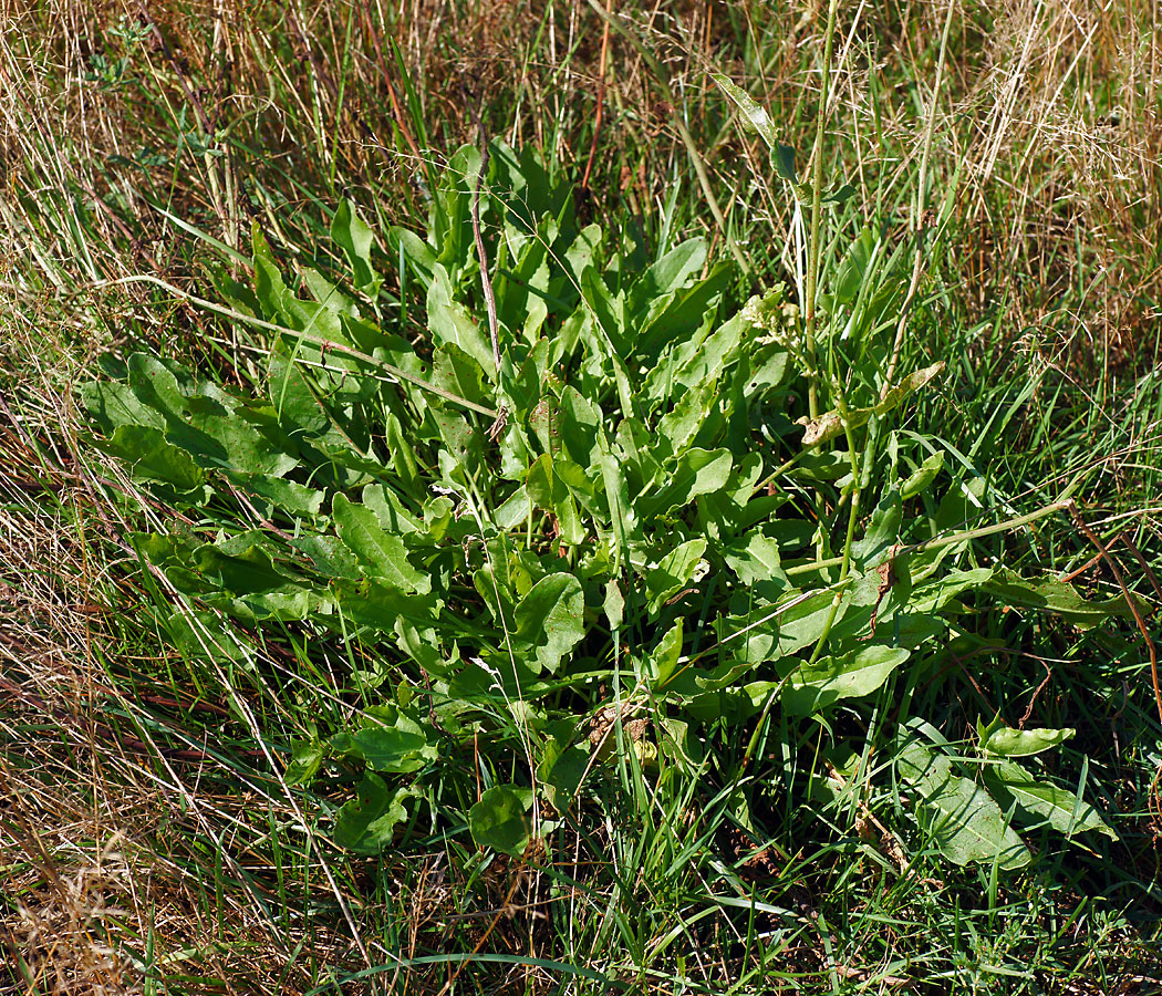 Изображение особи Rumex acetosa.