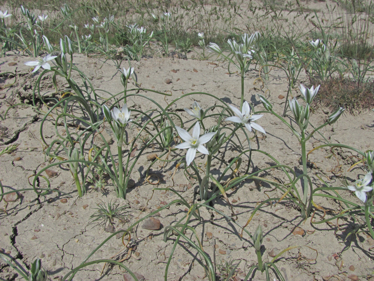 Изображение особи Ornithogalum navaschinii.