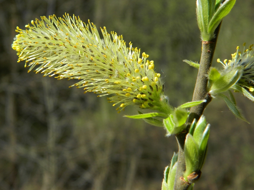 Изображение особи Salix cinerea.