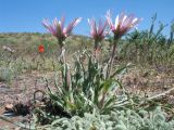 Tragopogon ruber. Цветущее растение. Казахстан, Алматинская обл., юго-зап. шлейфы Джунгарского Алатау, правая сторона каньона р. Или в окр. вдхр. Капчагай. 11 апреля 2016 г.