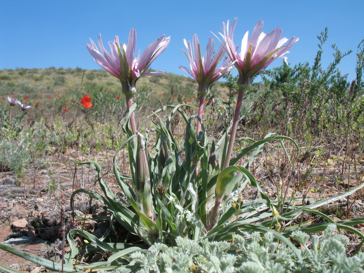 Изображение особи Tragopogon ruber.