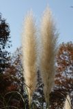 Cortaderia selloana. Соплодия. Краснодарский край, г. Сочи, Лазаревский р-н, пос. Дагомыс, в культуре. 18.11.2017.