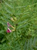 Vicia segetalis