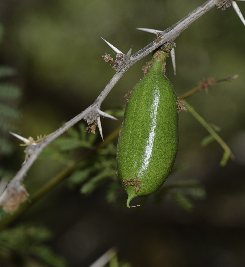 Изображение особи Vachellia farnesiana.