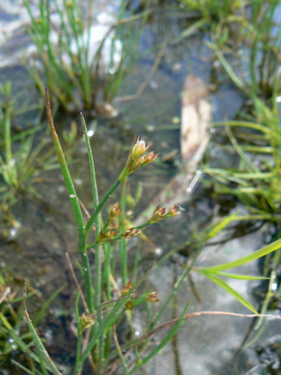 Изображение особи Juncus articulatus.