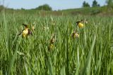 Cypripedium calceolus. Верхушки цветущих растений среди злакового травостоя. Ленинградская обл., Гатчинский р-н, окр. пос. Пудость, луг в старом травертиновом карьере. 26.05.2018.