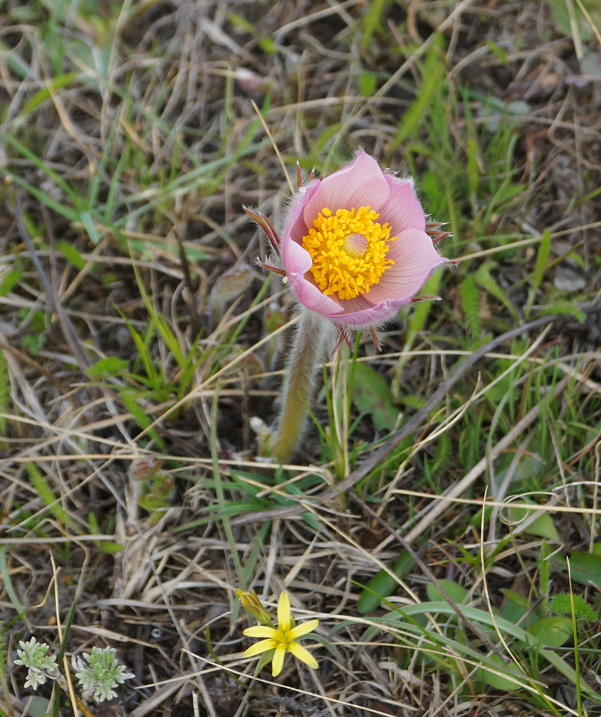 Изображение особи Pulsatilla multifida.