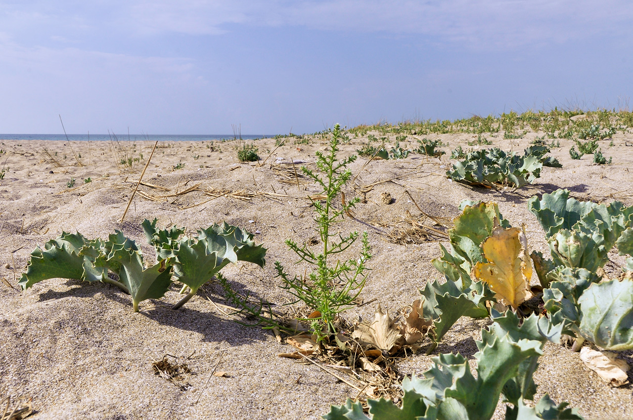 Image of Salsola pontica specimen.