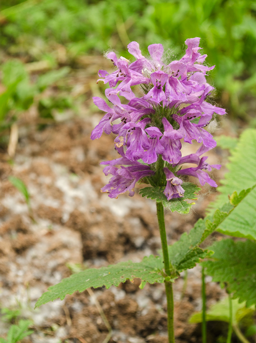 Изображение особи Betonica macrantha.