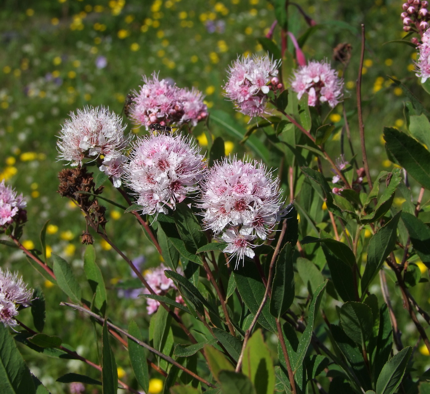 Изображение особи Spiraea humilis.