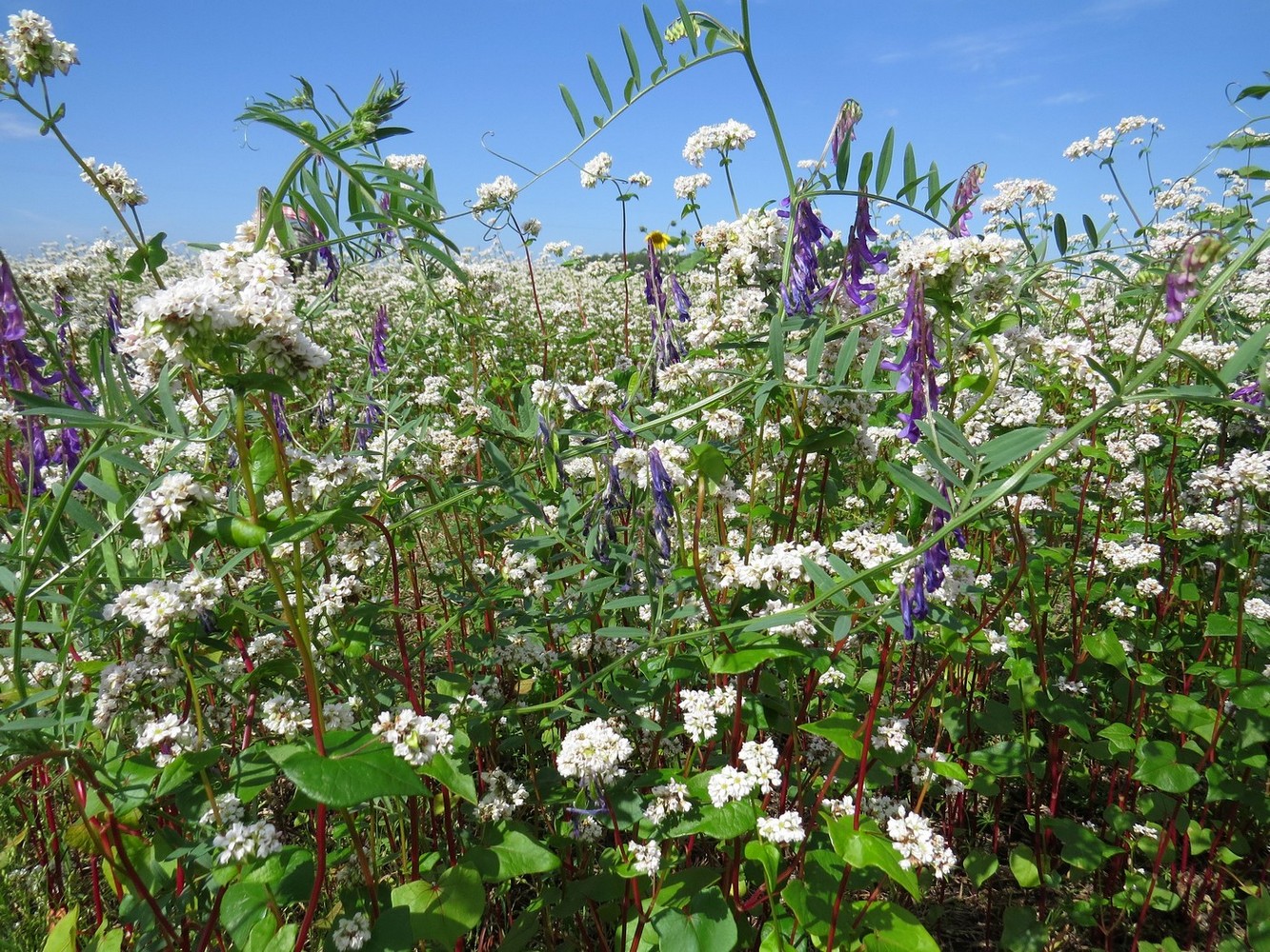 Изображение особи Vicia villosa.