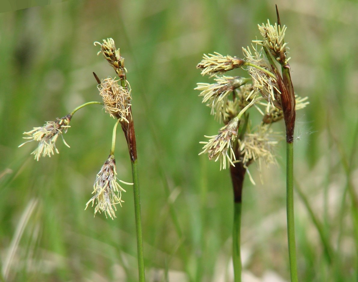 Изображение особи Eriophorum angustifolium.