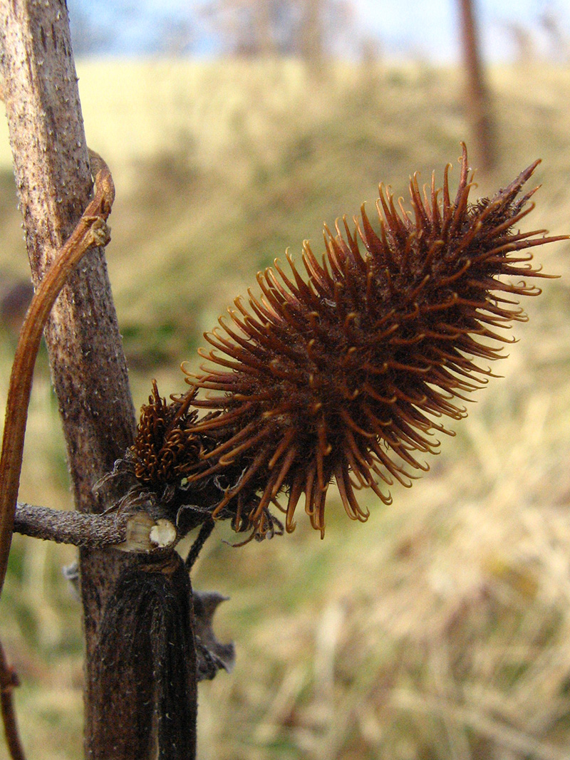 Изображение особи Xanthium orientale.