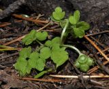 Adoxa moschatellina