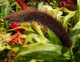 Pennisetum americanum