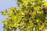 Platanus orientalis. Верхушки веток с соплодиями. Израиль, Шарон, г. Тель-Авив, ботанический сад университета. 22.10.2018.