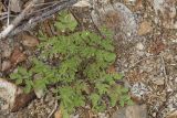 Corydalis pallida. Вегетирующее растение. Сахалинская обл., Томаринский р-н, окр. г. Томари, нижняя часть склона сопки северо-западной экспозиции, нарушенное местообитание по границе с биатлонной трассой. 02.08.2017.