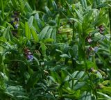 Vicia sepium