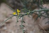 Genista fasselata