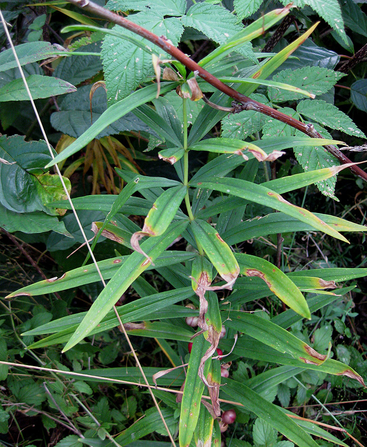 Изображение особи Polygonatum verticillatum.