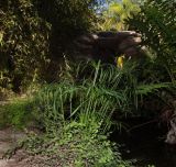 Cyperus involucratus