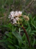 Valeriana tuberosa. Соцветие с цветками и бутонами. Ростовская обл., Октябрьский р-н, Персиановская степь, окр. слободы Красюковская. 17.04.2022.