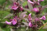 Pedicularis resupinata