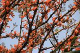 Mayodendron igneum. Ветви с цветками и молодыми листьями. Китай, провинция Юньнань, Шилинь-Ийский автономный округ, национальный парк \"Wangtianshu\". 05.03.2017.