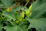 Datura stramonium