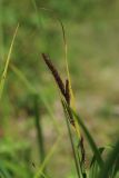 Carex acuta