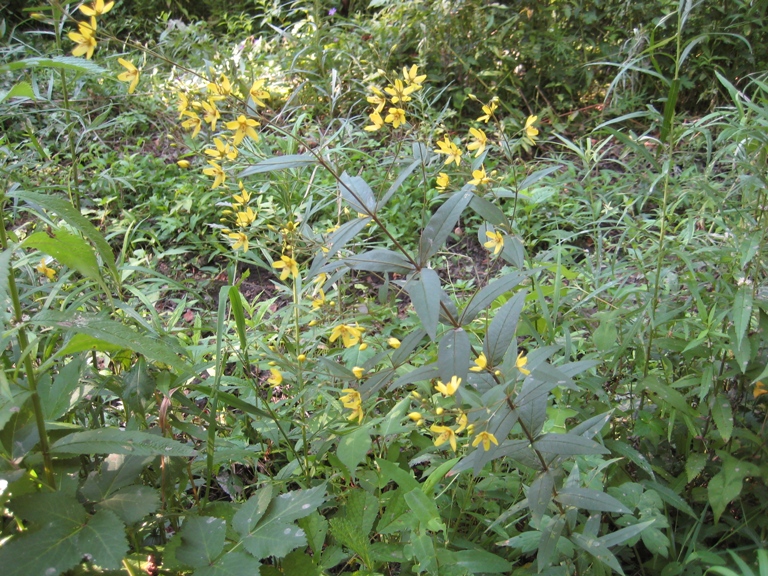 Изображение особи Lysimachia davurica.