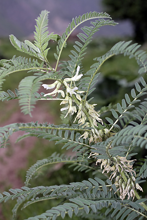 Изображение особи Astragalus retamocarpus.