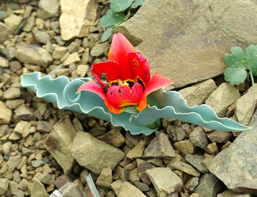 Изображение особи Tulipa alberti.