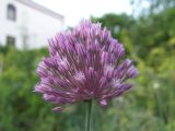 Allium rotundum