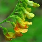 Vicia crocea