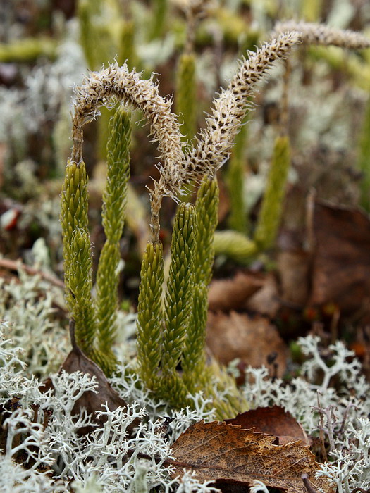 Изображение особи Lycopodium lagopus.