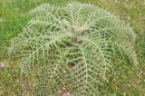 Cynara cardunculus