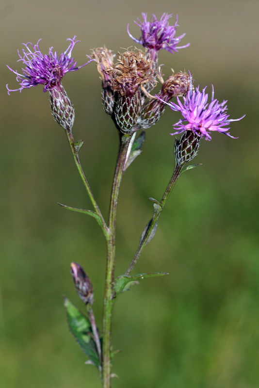 Image of Serratula tinctoria specimen.