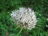 Allium cyrilli. Соцветие. Крым, Бахчисарайский р-н, Большой каньон, кустарниковые заросли. 04.06.2010.