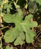 Alcea rugosa