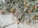 Zygophyllum pinnatum. Побеги с цветками и плодами. Западный Казахстан, плато Аккерегешин 45 км NO п. Кульсары. 03.05.2013.