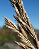 Festuca arundinacea