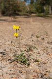 Hieracium umbellatum разновидность dunale. Цветущее и плодоносящее растение на приморском песчаном склоне. Финляндия, Северная Остроботния, окр. пос. Virpiniemi. 09.09.2013.