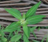 Euphorbia heterophylla