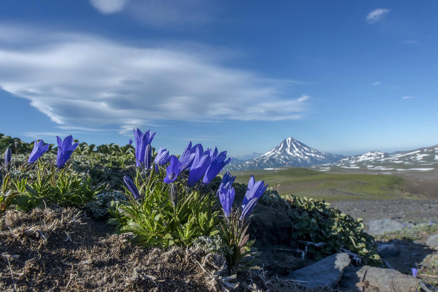 Изображение особи Campanula lasiocarpa.