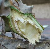 Kalanchoe beharensis