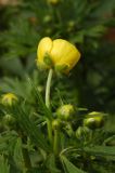 Ranunculus grandifolius