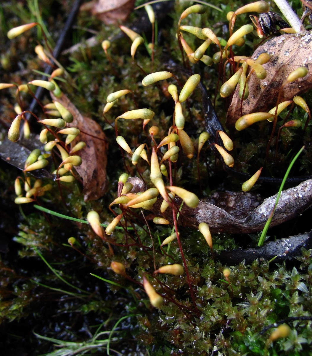 Image of genus Bryum specimen.