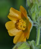 Abutilon theophrasti