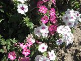 Phlox drummondii. Цветущее растение. Томск, Экспериментальный участок Сибирского ботанического сада. 07.08.2008.